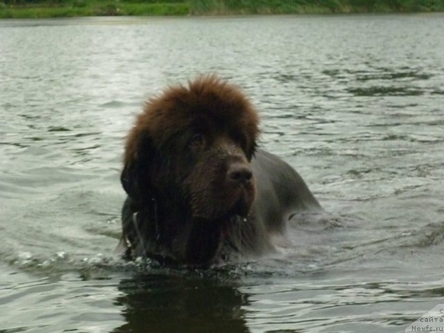 Фото: ньюфаундленд Фанньюф Госпожа Удача (Funnewf Gospozha Udacha)