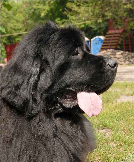 Фото: ньюфаундленд Гранд Бэби Ариадна