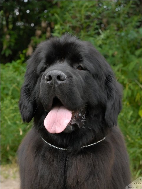 Фото: ньюфаундленд Гранд Бэби Ариадна