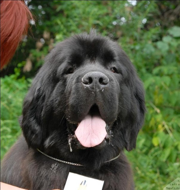 Фото: ньюфаундленд Гранд Бэби Ариадна