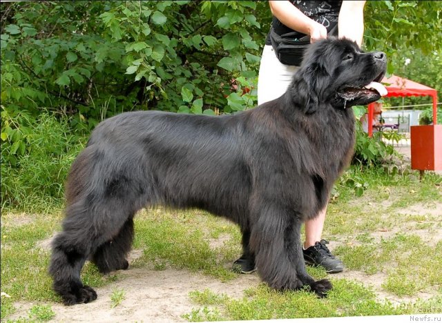 Фото: ньюфаундленд Гранд Бэби Ариадна