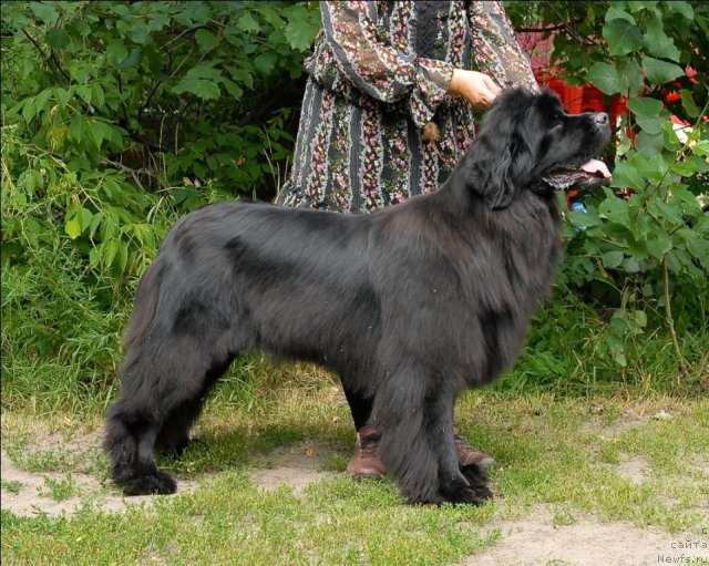 Фото: ньюфаундленд Гранд Бэби Ариадна