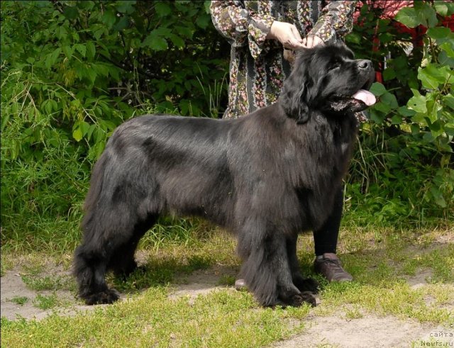 Фото: ньюфаундленд Гранд Бэби Ариадна