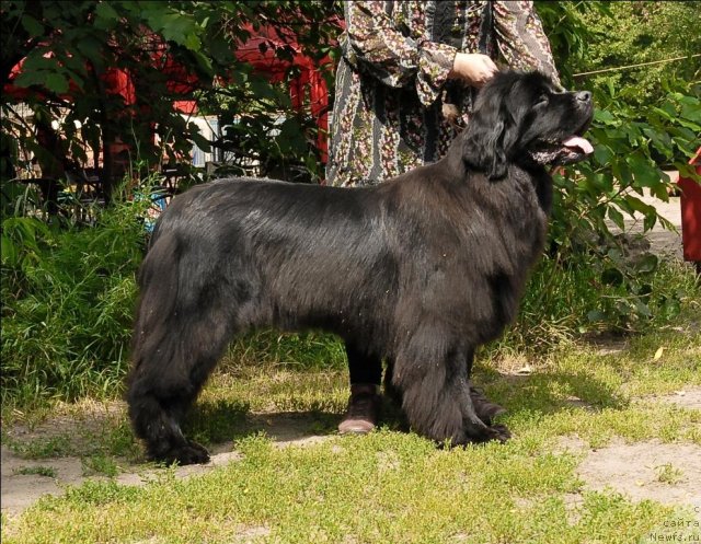 Фото: ньюфаундленд Гранд Бэби Ариадна