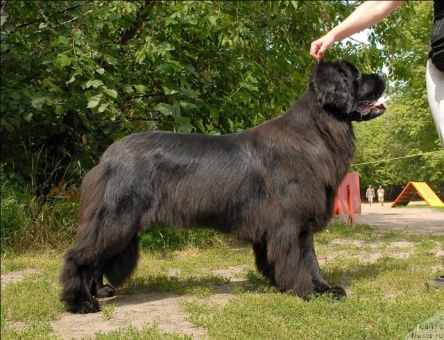 Фото: ньюфаундленд Гранд Бэби Ариадна