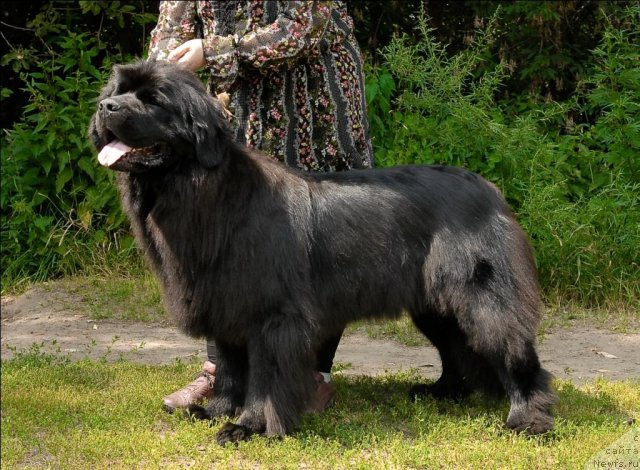 Фото: ньюфаундленд Гранд Бэби Ариадна