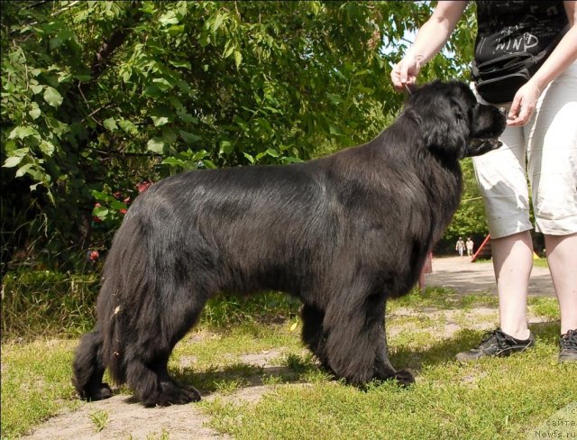 Фото: ньюфаундленд Гранд Бэби Ариадна