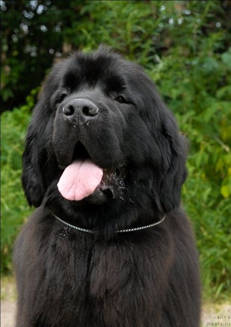 Фото: ньюфаундленд Гранд Бэби Ариадна