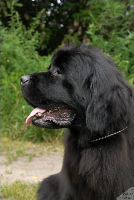 Фото: ньюфаундленд Гранд Бэби Ариадна