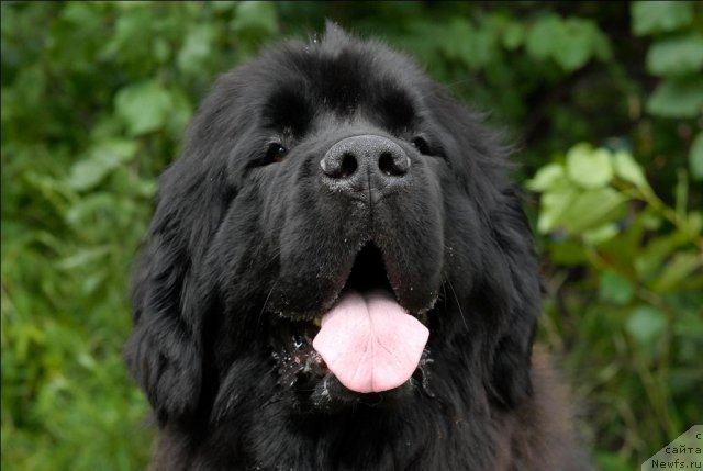 Фото: ньюфаундленд Гранд Бэби Ариадна