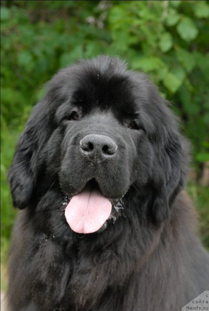 Фото: ньюфаундленд Гранд Бэби Ариадна