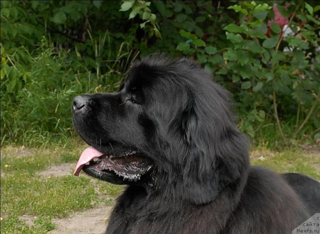 Фото: ньюфаундленд Гранд Бэби Ариадна