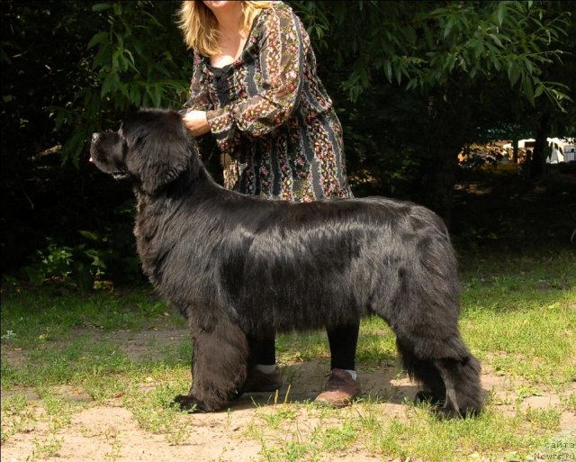 Фото: ньюфаундленд Сент Джонс Форрест Гамп (Sent Djons Forrest Gump)