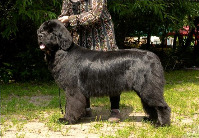 Фото: ньюфаундленд Сент Джонс Форрест Гамп (Sent Djons Forrest Gump)