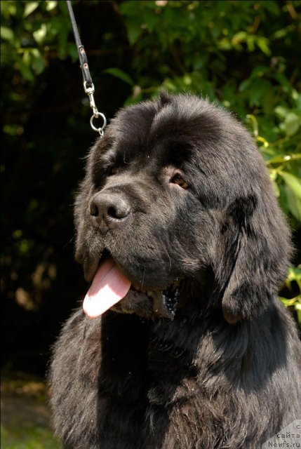 Фото: ньюфаундленд Сент Джонс Форрест Гамп (Sent Djons Forrest Gump)