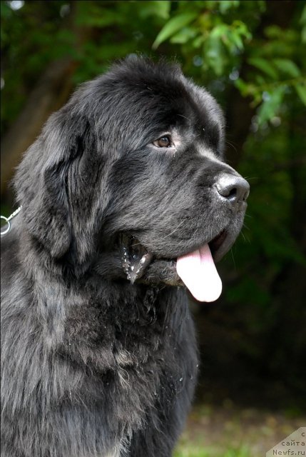 Фото: ньюфаундленд Сент Джонс Форрест Гамп (Sent Djons Forrest Gump)