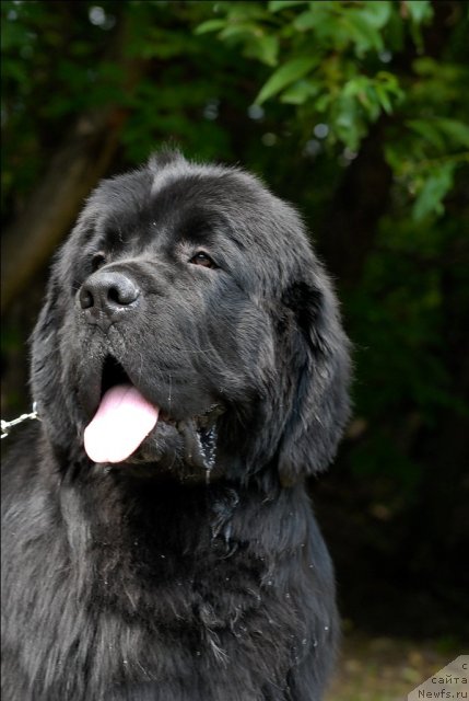 Фото: ньюфаундленд Сент Джонс Форрест Гамп (Sent Djons Forrest Gump)