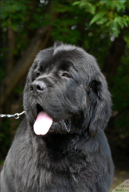 Фото: ньюфаундленд Сент Джонс Форрест Гамп (Sent Djons Forrest Gump)