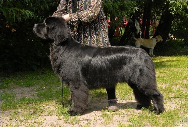 Фото: ньюфаундленд Сент Джонс Форрест Гамп (Sent Djons Forrest Gump)