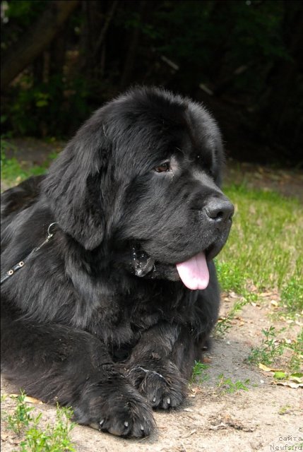 Фото: ньюфаундленд Сент Джонс Форрест Гамп (Sent Djons Forrest Gump)