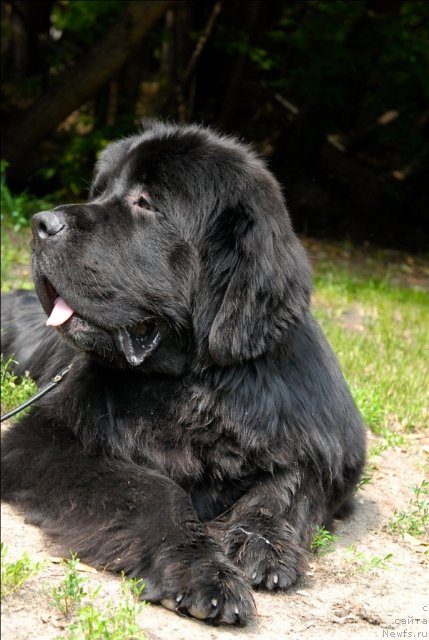 Фото: ньюфаундленд Сент Джонс Форрест Гамп (Sent Djons Forrest Gump)