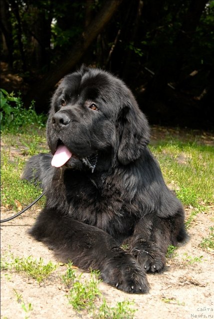 Фото: ньюфаундленд Сент Джонс Форрест Гамп (Sent Djons Forrest Gump)