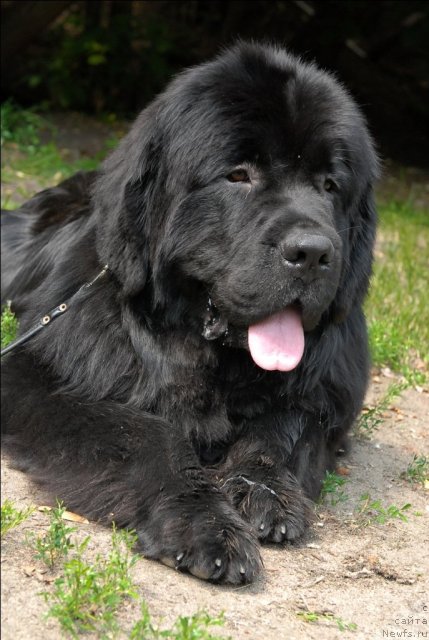 Фото: ньюфаундленд Сент Джонс Форрест Гамп (Sent Djons Forrest Gump)