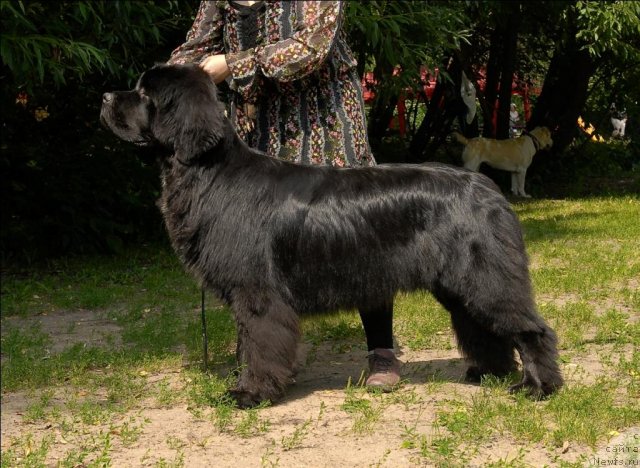 Фото: ньюфаундленд Сент Джонс Форрест Гамп (Sent Djons Forrest Gump)