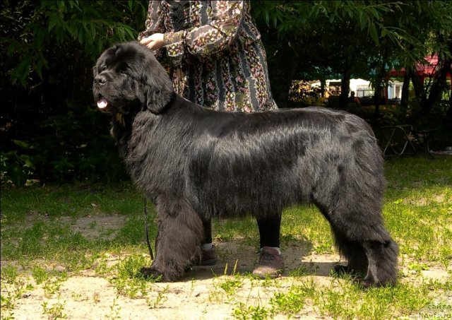 Фото: ньюфаундленд Сент Джонс Форрест Гамп (Sent Djons Forrest Gump)