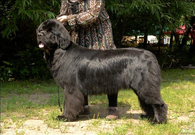 Фото: ньюфаундленд Сент Джонс Форрест Гамп (Sent Djons Forrest Gump)