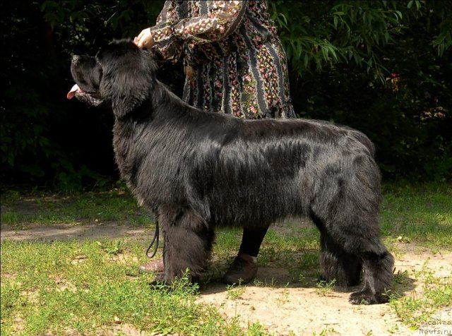 Фото: ньюфаундленд Сент Джонс Форрест Гамп (Sent Djons Forrest Gump)