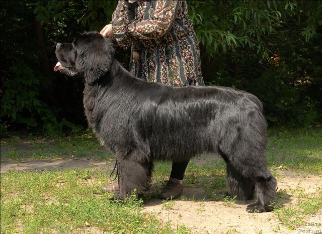 Фото: ньюфаундленд Сент Джонс Форрест Гамп (Sent Djons Forrest Gump)