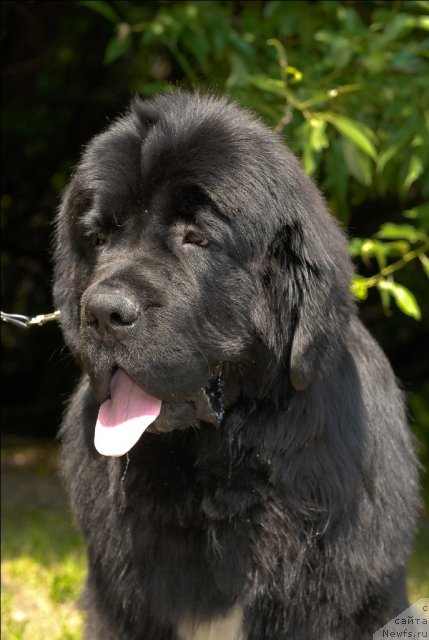 Фото: ньюфаундленд Сент Джонс Форрест Гамп (Sent Djons Forrest Gump)