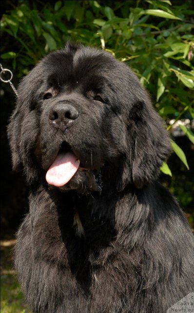 Фото: ньюфаундленд Сент Джонс Форрест Гамп (Sent Djons Forrest Gump)