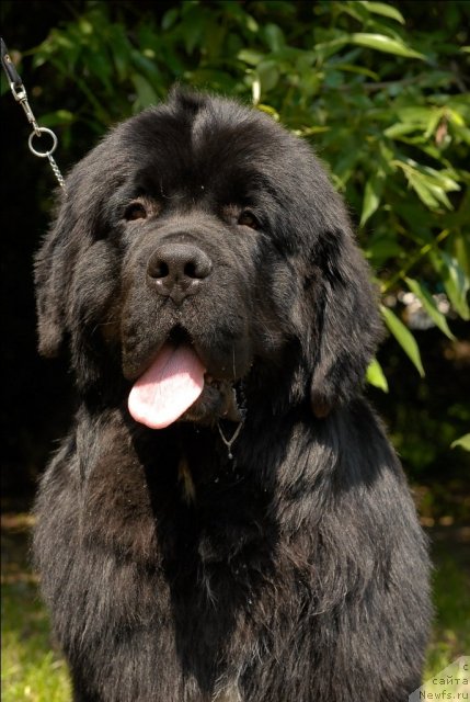 Фото: ньюфаундленд Сент Джонс Форрест Гамп (Sent Djons Forrest Gump)