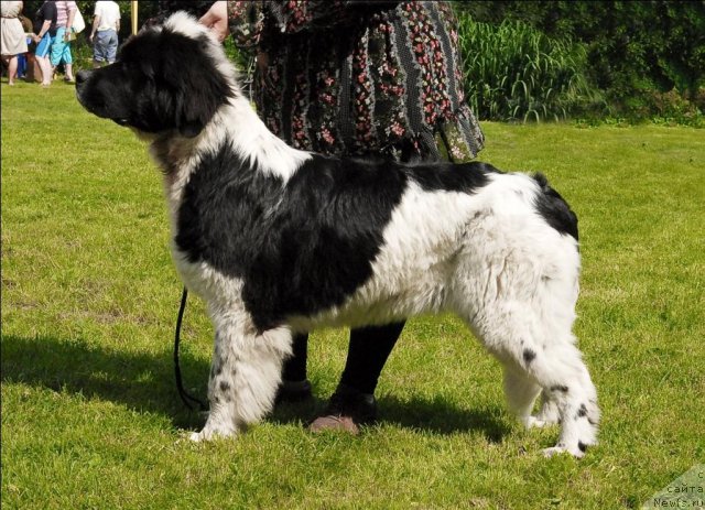 Фото: ньюфаундленд Сент Джонс Царица Тамара (Sent Djons Caritsa Tamara)