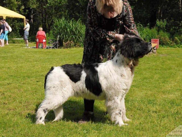 Фото: ньюфаундленд Сент Джонс Царица Тамара (Sent Djons Caritsa Tamara)