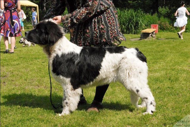 Фото: ньюфаундленд Сент Джонс Царица Тамара (Sent Djons Caritsa Tamara)