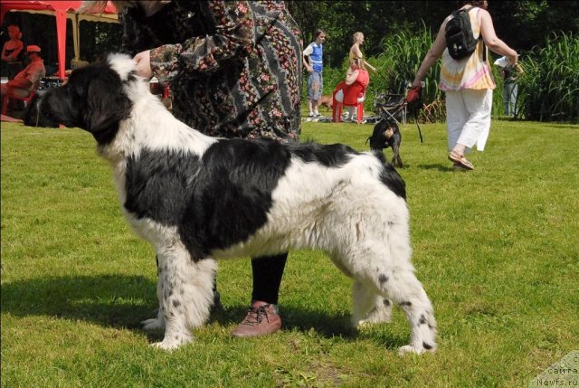 Фото: ньюфаундленд Сент Джонс Царица Тамара (Sent Djons Caritsa Tamara)