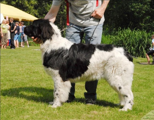 Фото: ньюфаундленд Сент Джонс Царица Тамара (Sent Djons Caritsa Tamara)