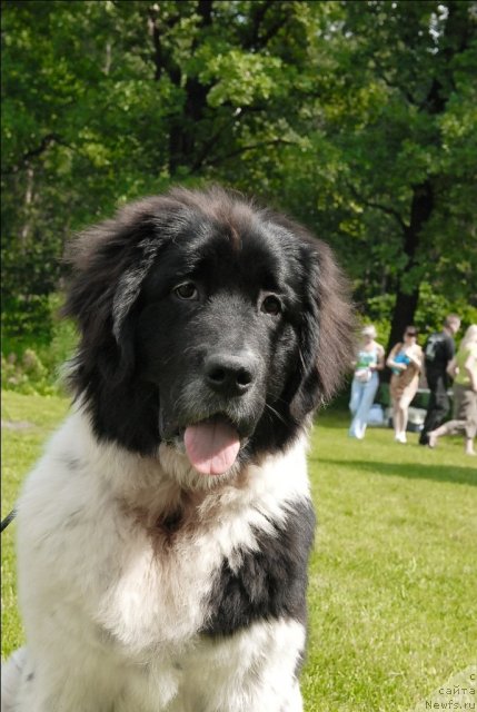 Фото: ньюфаундленд Сент Джонс Царица Тамара (Sent Djons Caritsa Tamara)