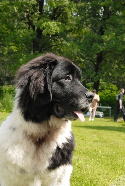 Фото: ньюфаундленд Сент Джонс Царица Тамара (Sent Djons Caritsa Tamara)