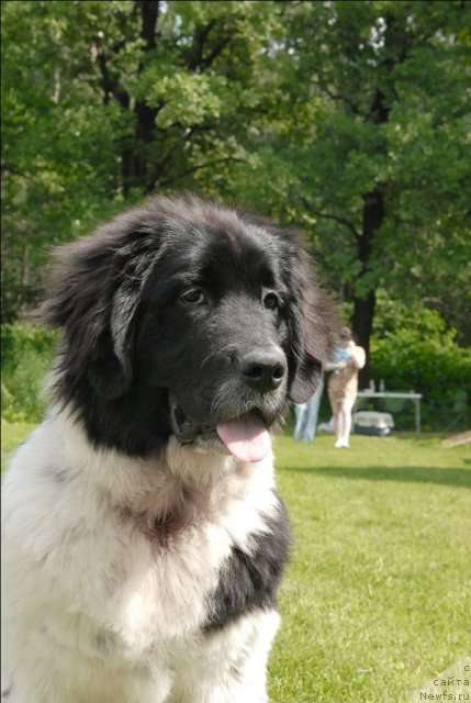 Фото: ньюфаундленд Сент Джонс Царица Тамара (Sent Djons Caritsa Tamara)