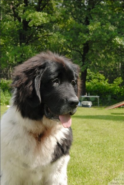 Фото: ньюфаундленд Сент Джонс Царица Тамара (Sent Djons Caritsa Tamara)