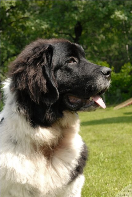 Фото: ньюфаундленд Сент Джонс Царица Тамара (Sent Djons Caritsa Tamara)