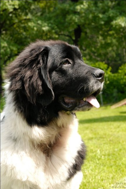 Фотография № 72927