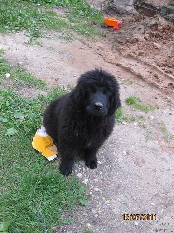 Фото: ньюфаундленд Знатный Красавец