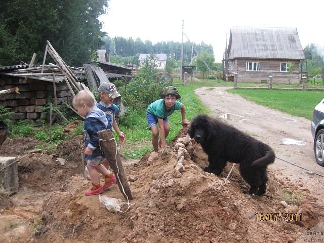 Фото: ньюфаундленд Знатный Красавец