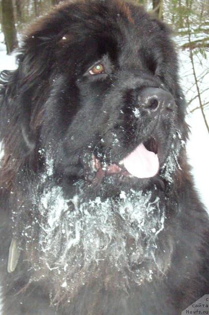 Фото: ньюфаундленд Топтыжка Норд
