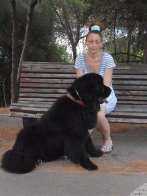 Фото: ньюфаундленд Питерньюф Чао-Какао